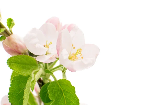 Flores de manzana — Foto de Stock