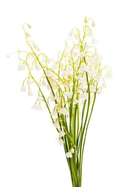 Lily of the valley isolated — Stock Photo, Image