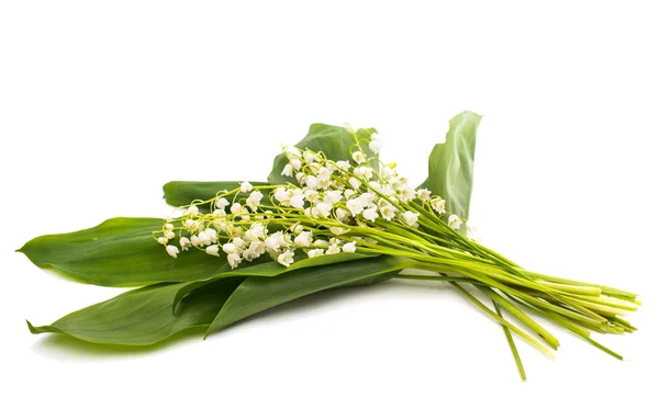 Lily of the valley isolated — Stock Photo, Image