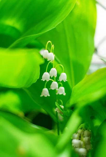 Blooming Lily-of-the-valley closeup — Stock Photo, Image