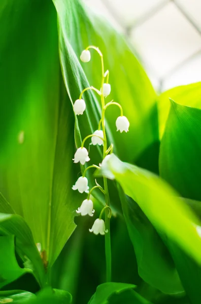 Bloeiende Lily-of-the-Valley close-up — Stockfoto