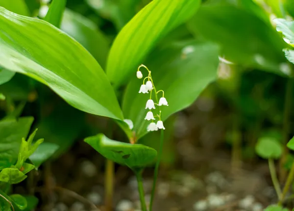 Blooming Lily-of-the-valley closeup — Fotografie, imagine de stoc