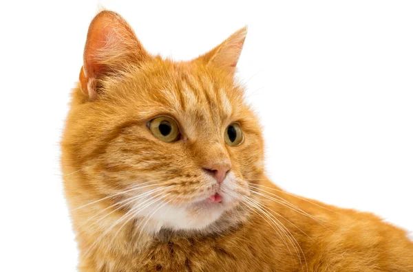 Ginger cat isolated — Stock Photo, Image