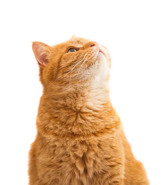 Ginger cat isolated — Stock Photo, Image