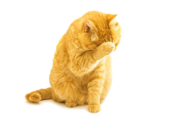 진저 고양이 절연 — 스톡 사진