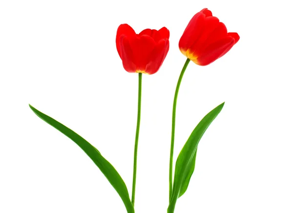 Red tulips isolated — Stock Photo, Image