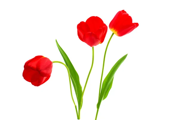 Czerwone tulipany pojedyncze — Zdjęcie stockowe