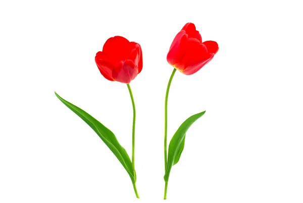 Красные тюльпаны — стоковое фото