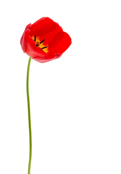 Red tulips isolated — Stock Photo, Image