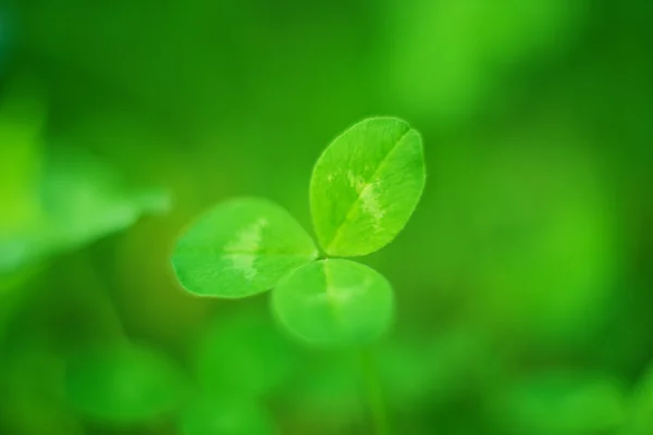 Växt av släkten Trifolium växer — Stockfoto