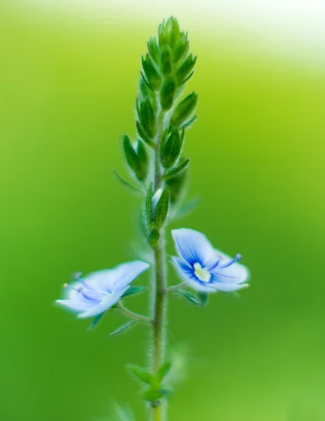 蓝色的小花 — 图库照片