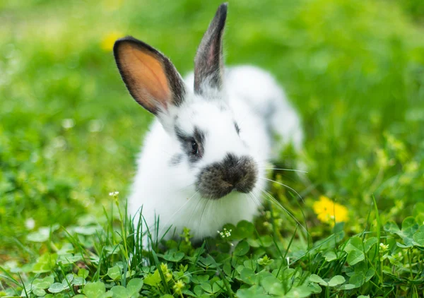 Konijn in groen gras — Stockfoto