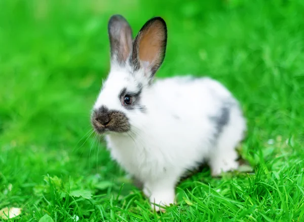 Кролик в зеленой траве — стоковое фото
