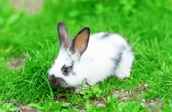 푸른 잔디에 앉은 토끼 — 스톡 사진