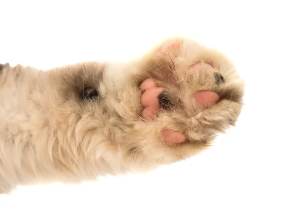 Detail einer Katzenpfote — Stockfoto