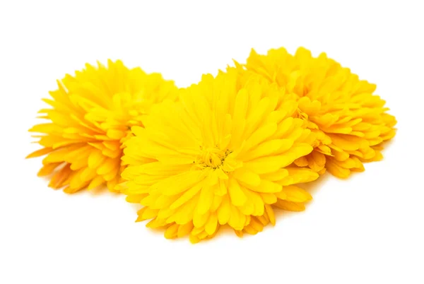 Yellow chrysanthemum — Stock Photo, Image