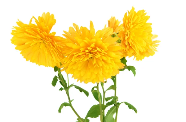 Gelbe Chrysantheme — Stockfoto