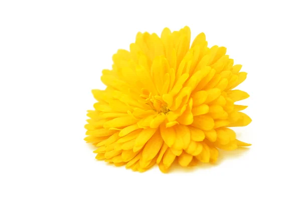 Crisantemo giallo — Foto Stock