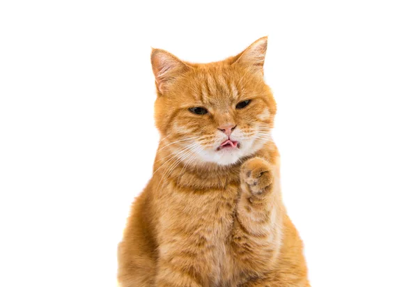 Ginger cat isolated — Stock Photo, Image