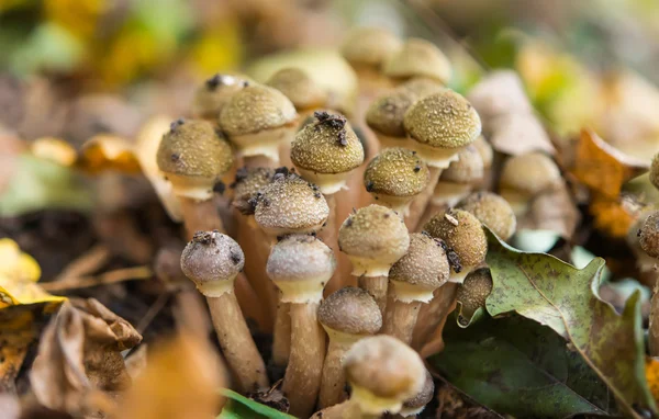 Cogumelos cultivando mel agarics na floresta — Fotografia de Stock