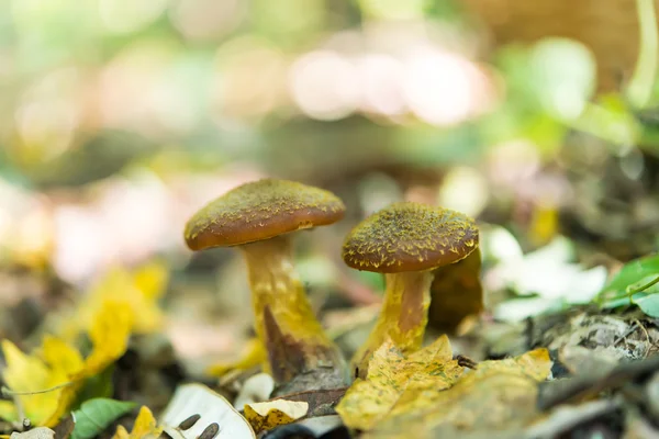 Champignons cultivant des agriles de miel dans la forêt — Photo