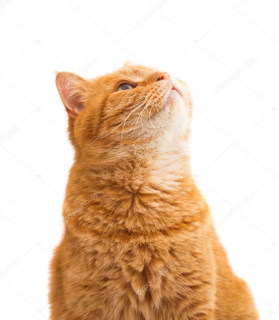 Gingembre Chat Isole Image Libre De Droit Par Ksena32 C