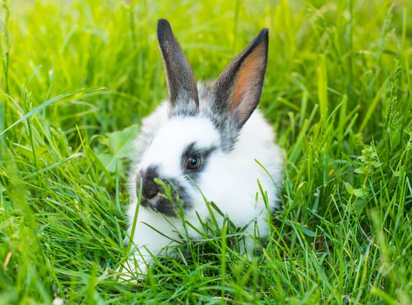 Кролик в траві — стокове фото