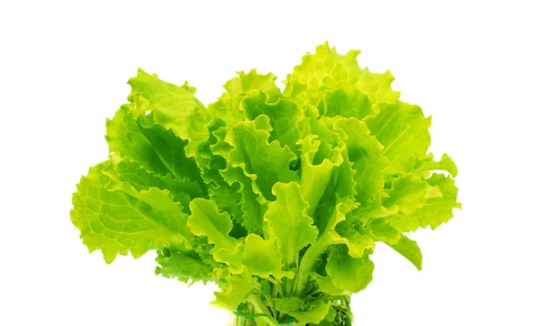 Lettuce leaves — Stock Photo, Image