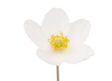 çiçek anemon dubravnaya