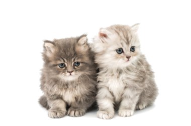 tüylü küçük kedi yavrusu