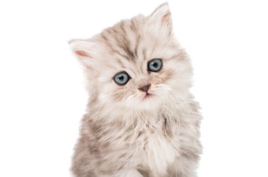 küçük tüylü kedi 