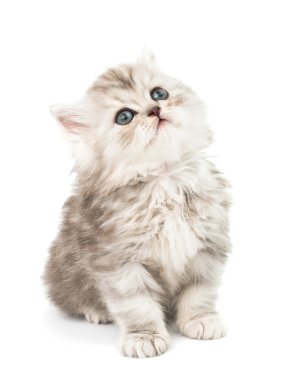 küçük tüylü kedi 