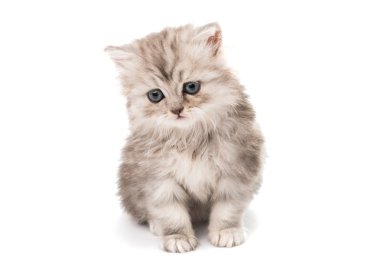küçük tüylü kedi 