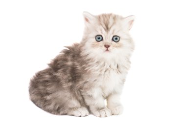 küçük tüylü kedi 