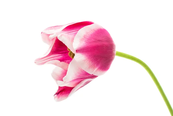 Tulipa rosa — Fotografia de Stock