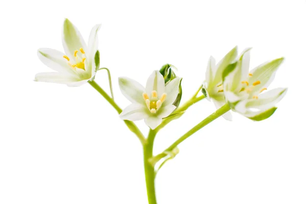 Луговой белый цветок — стоковое фото