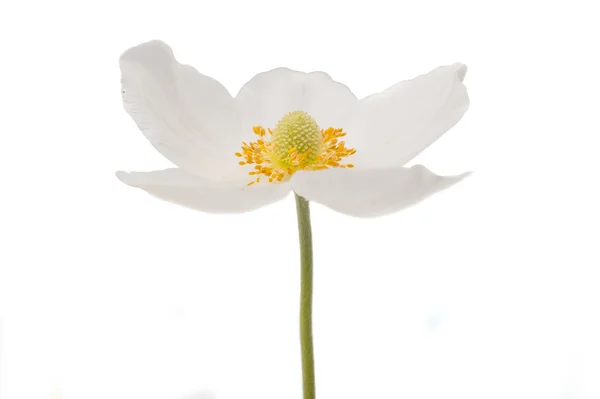 Flower anemone Dubravnaya — Stock Photo, Image