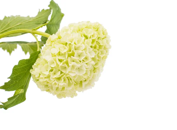 Witte hortensia — Stockfoto