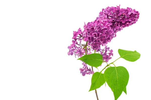 Lilac branch — Stock Photo, Image