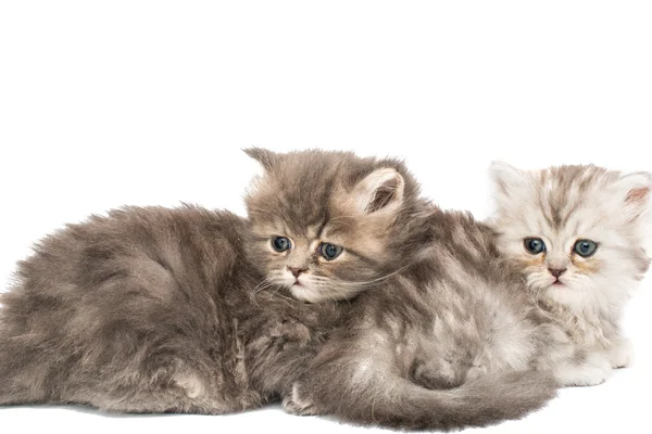 Puszyste małe kocięta — Zdjęcie stockowe