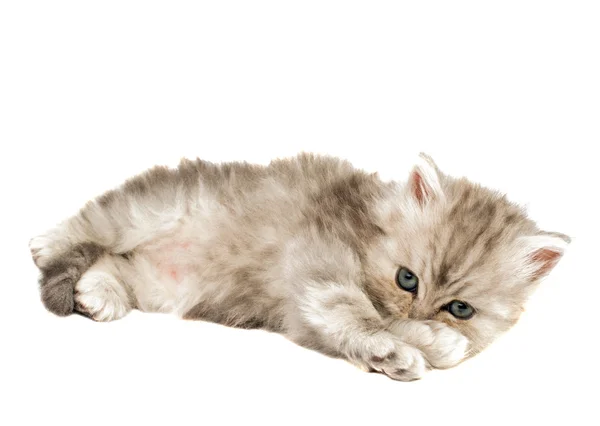 Little fluffy kitten — Stock Photo, Image