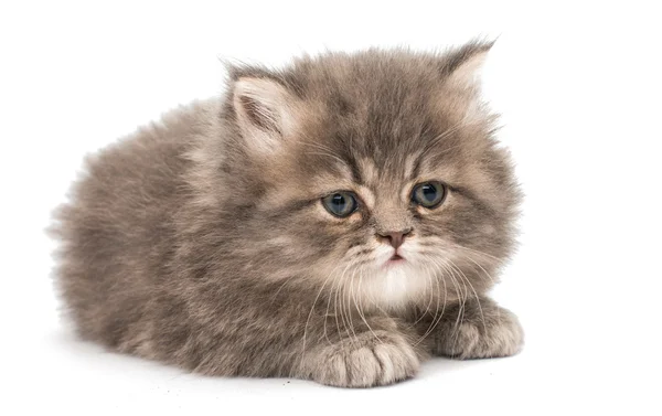 Küçük tüylü kedi — Stok fotoğraf