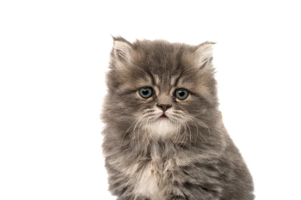 Pequeño gatito esponjoso —  Fotos de Stock