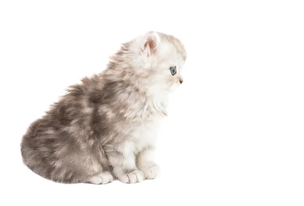 ふわふわ子猫 — ストック写真