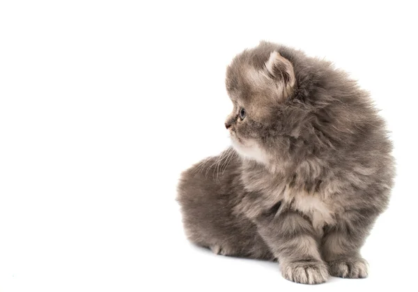 Little fluffy kitten — Stock Photo, Image