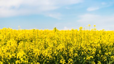 çiçekli kolza tohumu ile alan