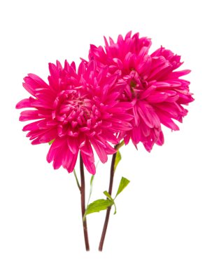 pembe aster