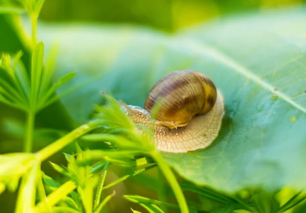 Caracol em uma folha verde — Fotografia de Stock