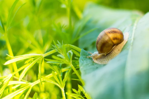 Caracol em uma folha verde — Fotografia de Stock