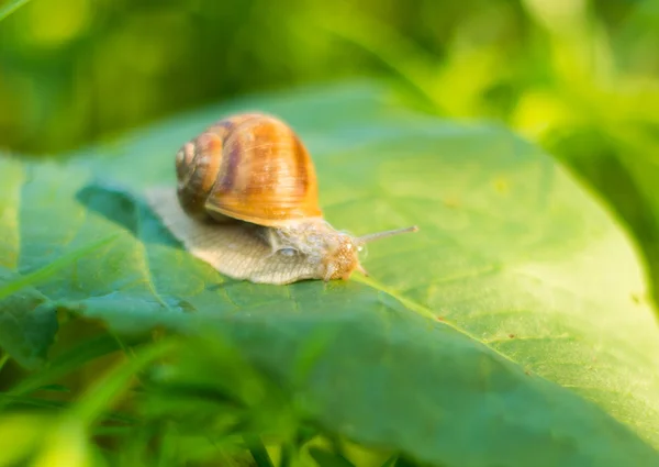 Caracol em uma folha verde — Fotografia de Stock